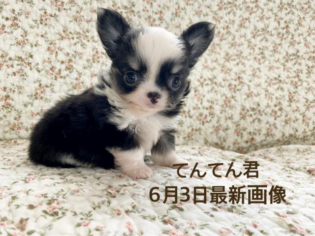 チワワ（ロングコート）