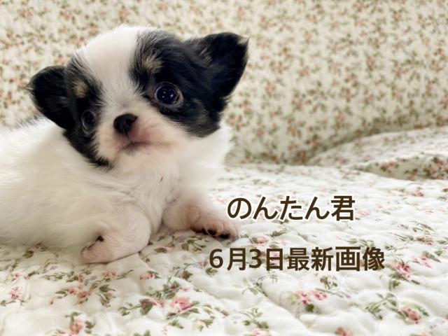 チワワ(ロングコート)