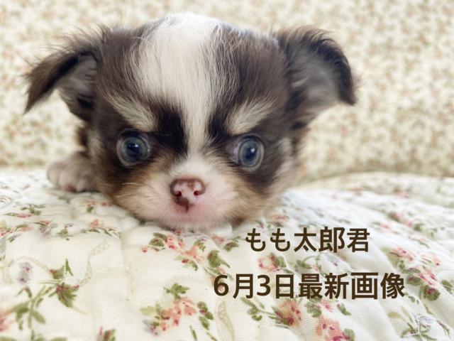 チワワ（ロングコート）チョコレートホワイト＆タン