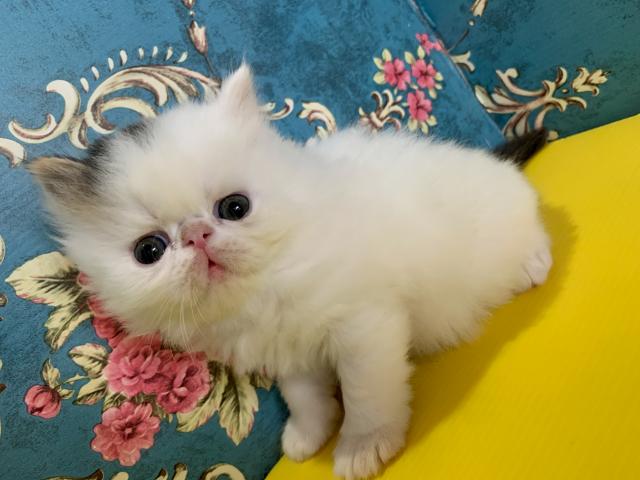 エキゾチックロングヘアー