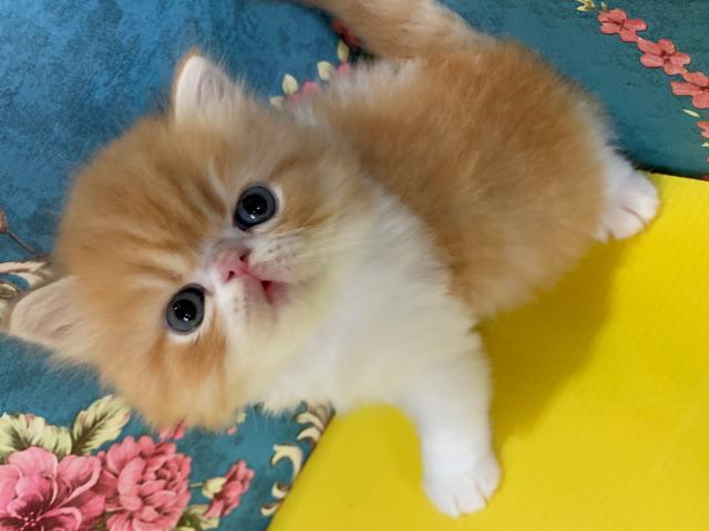 エキゾチックロングヘアー