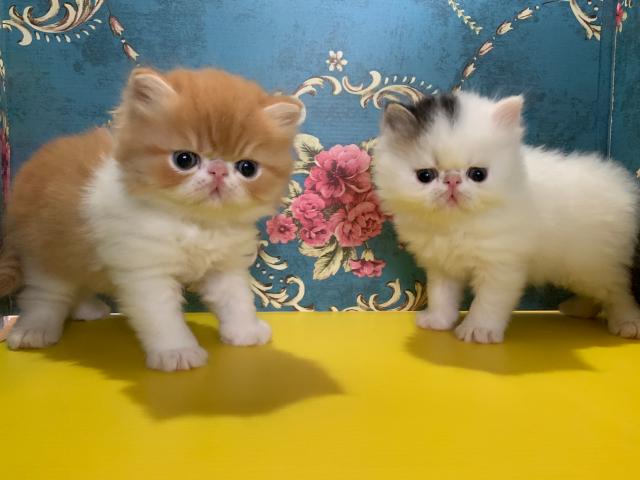 エキゾチックロングヘアー