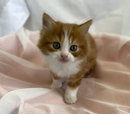 スコティッシュフォールド