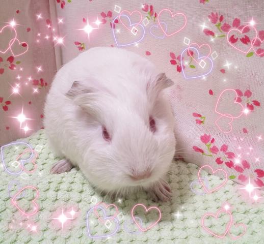 イングリッシュ×シェルティ（アルビノ）