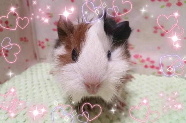 アビシニアン