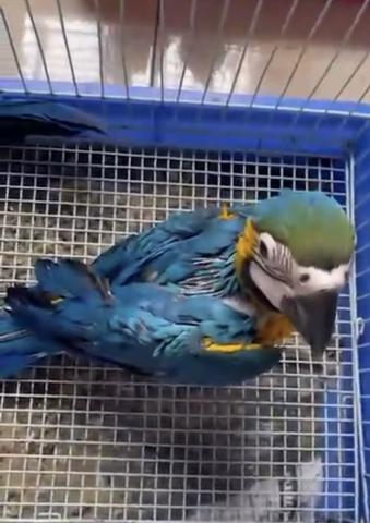 ルリコンゴウインコ