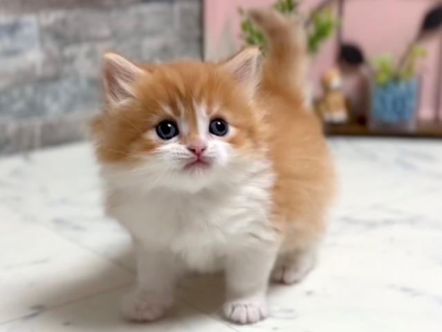 ☆話題の神メソッド猫☆東京仙台大阪福岡可
