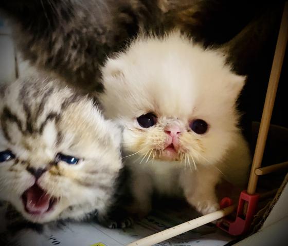 カラフルでとても綺麗なカラーと可愛らしい顔でとても楽しみ子達です❣️