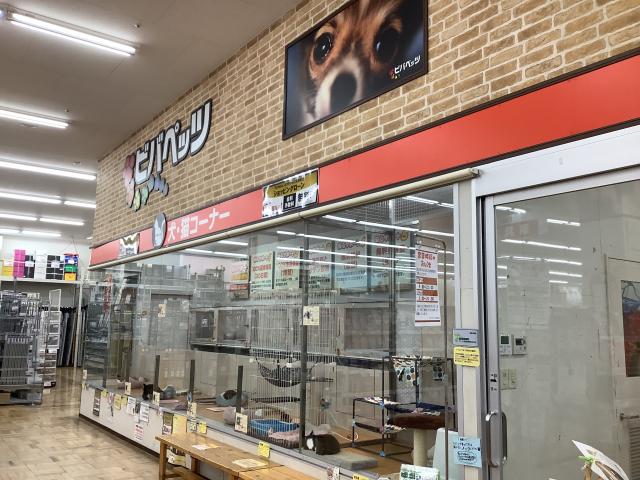 ビバペッツ志木店