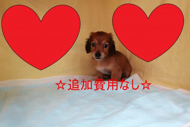 ミニチュアダックスフンド
