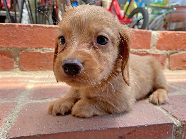 ミニチュアダックスフンド