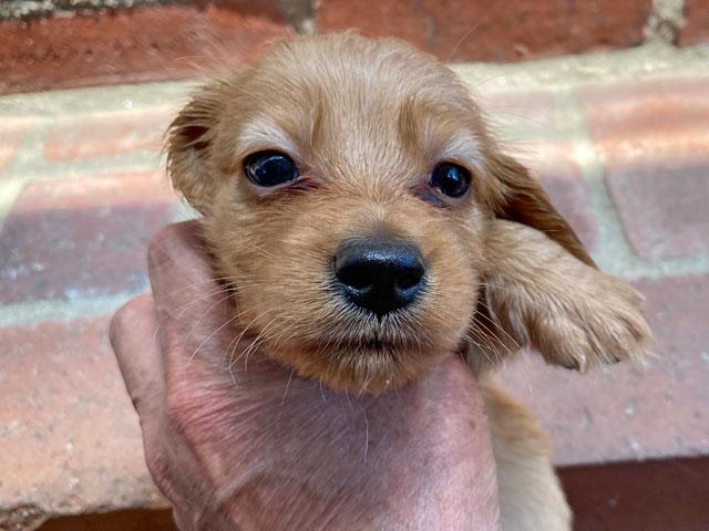 ミニチュアダックスフンド