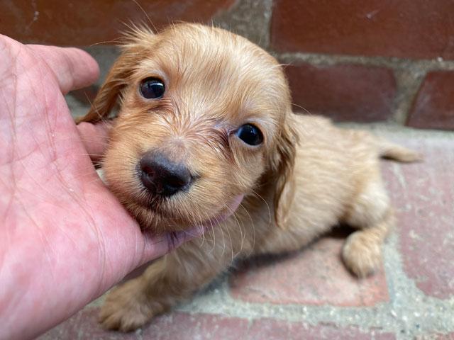 ミニチュアダックスフンド