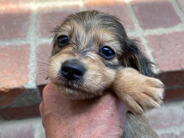 ミニチュアダックスフンド