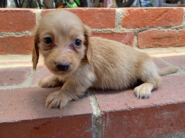 ミニチュアダックスフンド