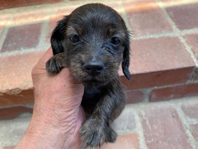 ミニチュアダックスフンド