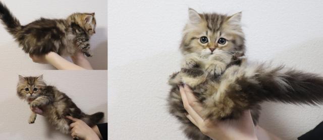 ミヌエット（旧ナポレオン）短足