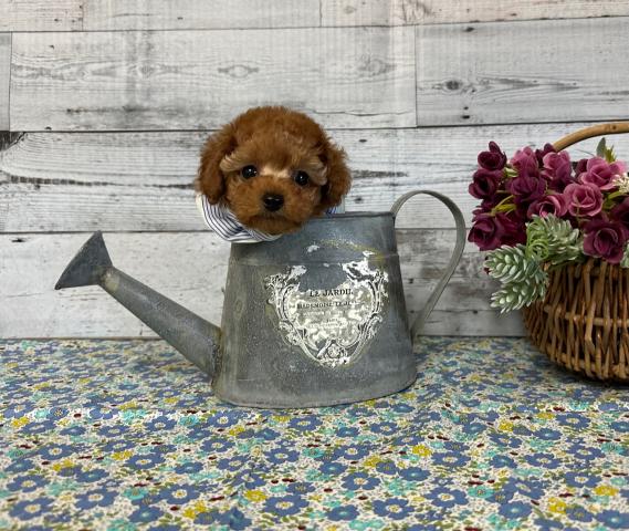 トイプードルタイニープードル