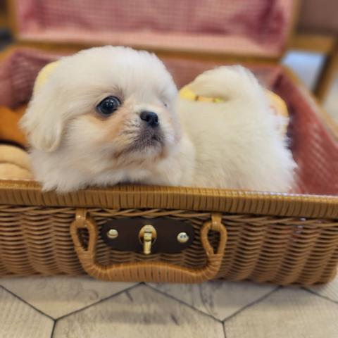 まるでぬいぐるみ🐻‍とても人懐っこい子です♡