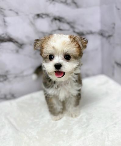 MIX