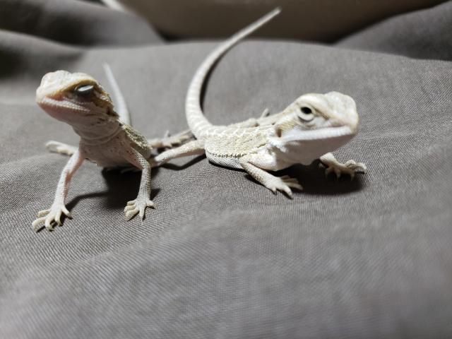 フトアゴヒゲトカゲ