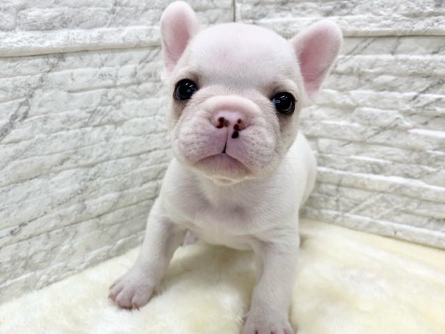 フレンチブルドッグ