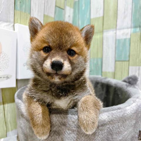 柴犬