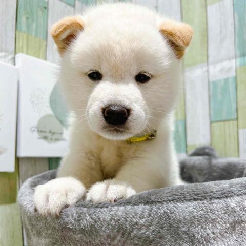 柴犬