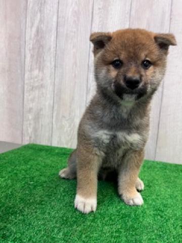 柴犬