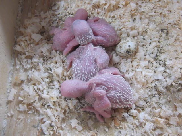 ジャンボセキセイ手乗り用巣内雛