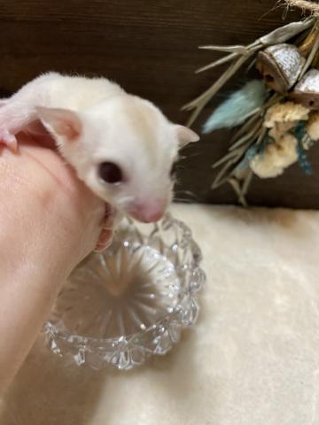 クリミノモザイクwf 