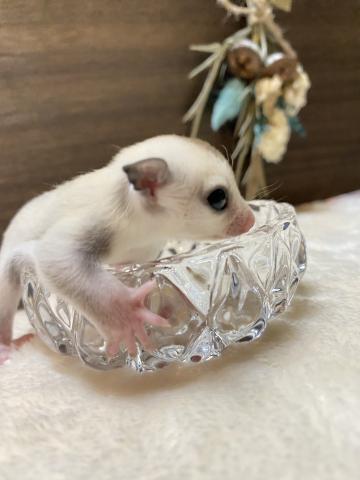 プラチナhetリューシスティック