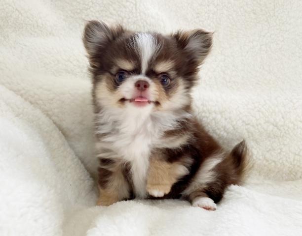 チワワ（ロングコート）