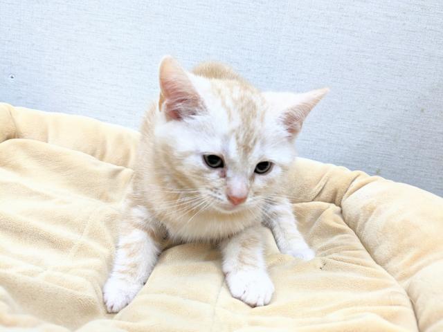 スコティッシュフォールド