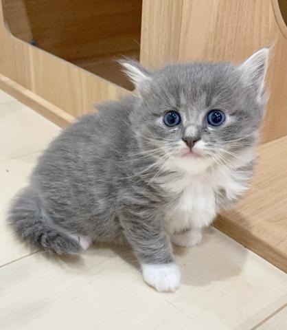 ラパーマ