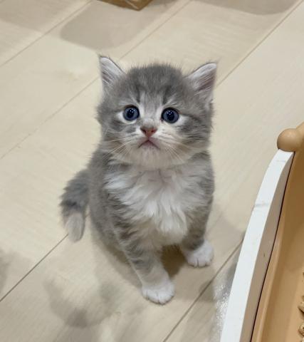 ラパーマ