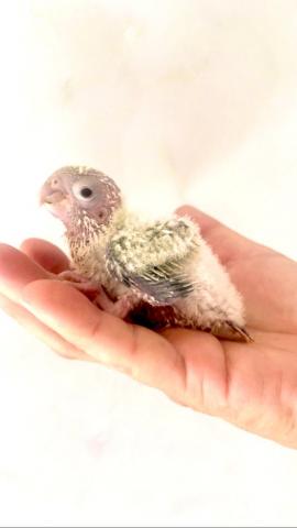 ダイリュート ワキコガネ ウロコインコ