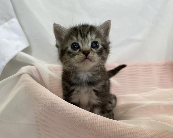 スコティッシュフォールド