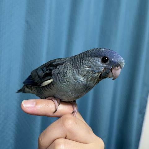 サザナミインコ 相模原