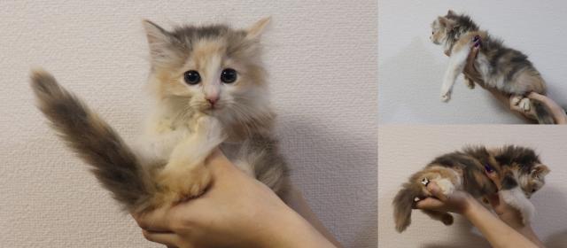 ノルウェージャンフォレストキャット