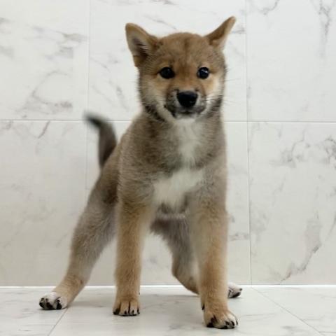 柴犬
