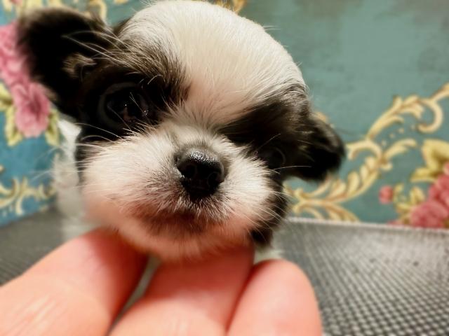 チワワ（ロングコート）