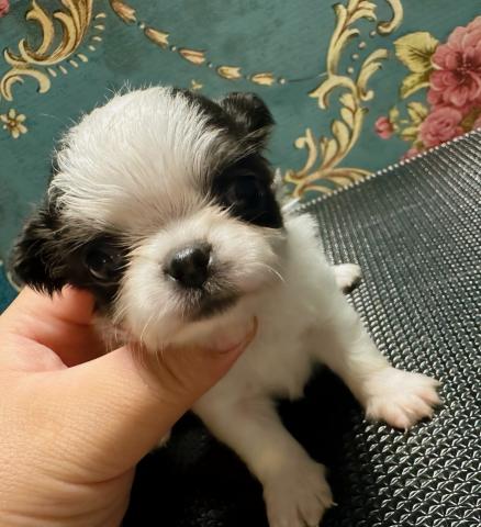 チワワ（ロングコート）