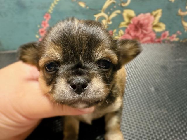 チワワ（ロングコート）