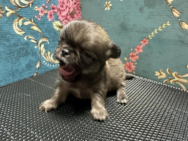 チワワ（ロングコート）