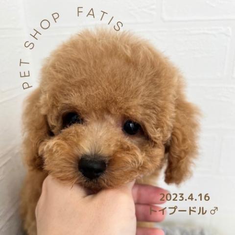 トイプードル