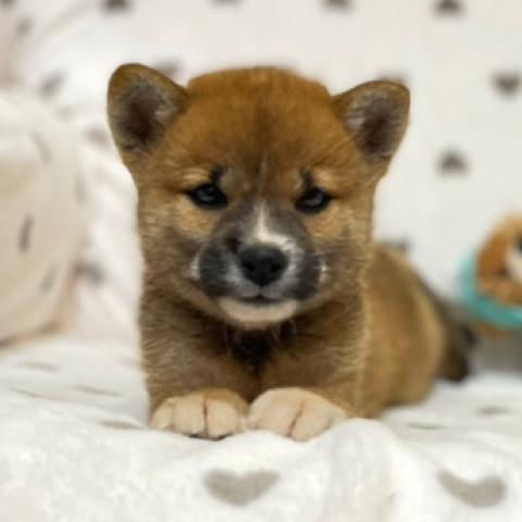 柴犬