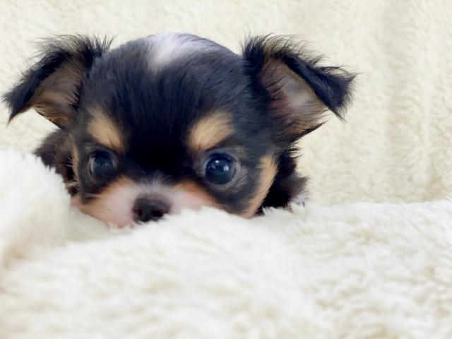 チワワ（ロングコート）