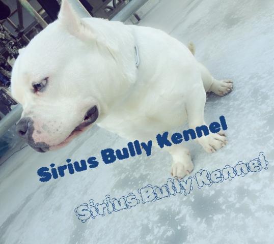  Sirius Bully Kennel