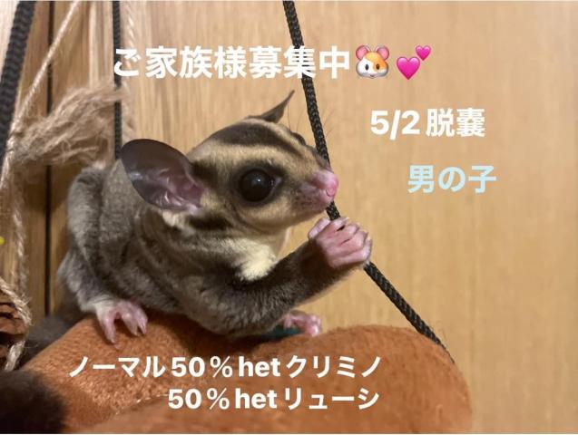 ノーマル 50%hetリューシ 50%hetクリミノ